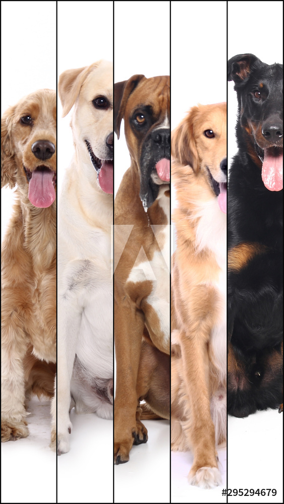 AdobeStock_295294679_Preview